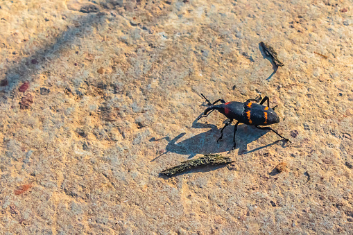 Escarabajo negro con franjas naranjas, picudo del nopal o gargajo de cactus, cactophagus spinolae, dryophthoridae en monte escobedo zacatecas