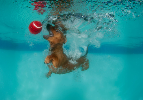 underwater shot of swimming dachshund retrieving ball