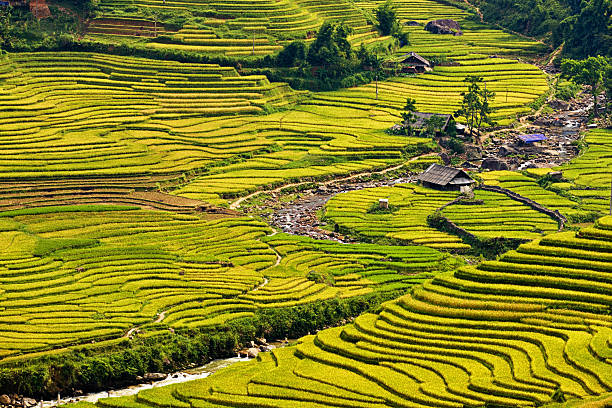 istock Rice fields near Sapa town in North Vietnam 185095420