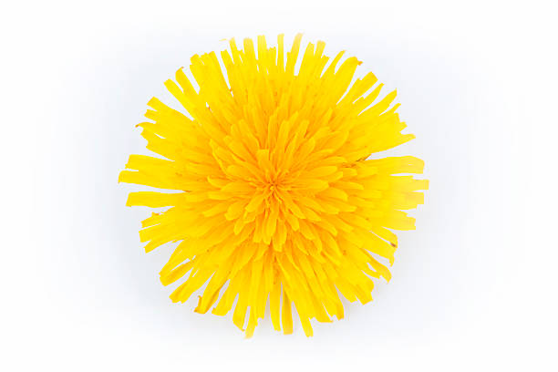 Bouquet of yellow dandelions in macro