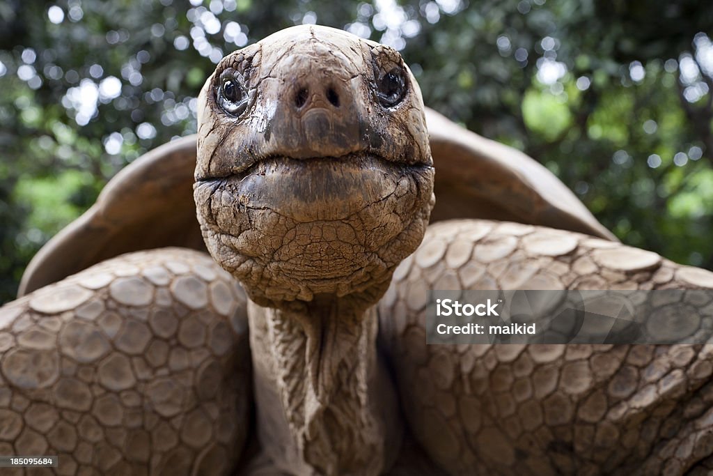 Big tortoise Galapagos giant tortoise is the largest living species of tortoise, reaching weights of over 400 kilograms and lengths of 1.8 meters. It is among the longest lived of all vertebrates. Tortoise Stock Photo