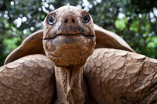 Big tortoise Galapagos giant tortoise is the largest living species of tortoise, reaching weights of over 400 kilograms and lengths of 1.8 meters. It is among the longest lived of all vertebrates. tortoise stock pictures, royalty-free photos & images