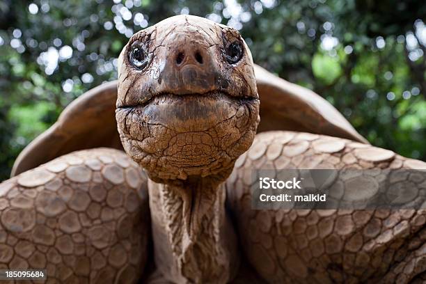 Duży Żółw Lądowy - zdjęcia stockowe i więcej obrazów Żółw - Żółw, Wyspy Galápagos, Żółw lądowy