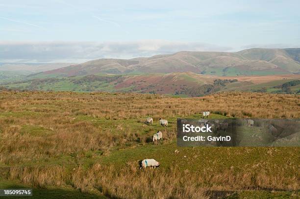 Dentdale In Cumbria Con Pecore Al Pascolo - Fotografie stock e altre immagini di Agricoltura - Agricoltura, Allevamento ovino, Ambientazione esterna