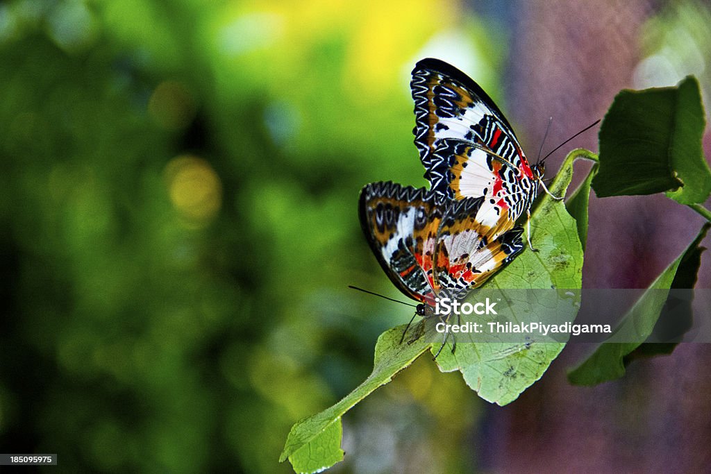 2개의 나비-친밀함 순간이란 - 로열티 프리 0명 스톡 사진