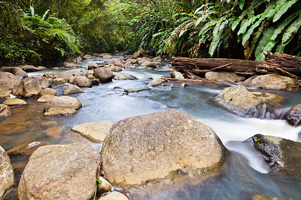 Stream in the tropical rainforest of the Grand Etang National Park, a very popular area in Grenada for hiking and trekking but not only. The rainforest includes several waterfalls, hot springs, plantations and a series of trails among breathtaking sceneries. Grand Etang National Park, Grenada W.I. Canon EOS 5D Mark II
