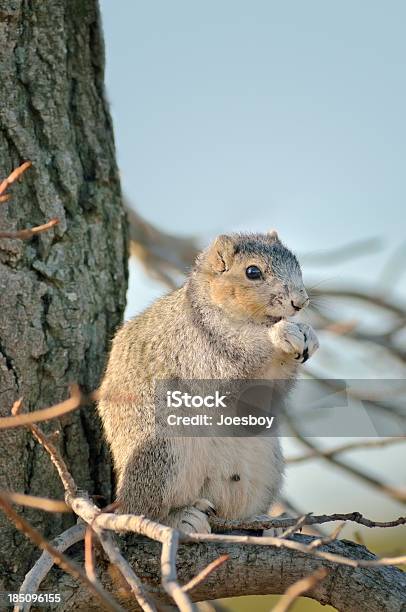 Aroused Eastern Gray Squirrel Stock Photo - Download Image Now - Animal, Animal Behavior, Animal Penis