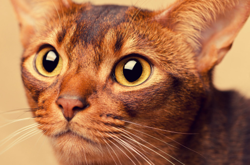 Abyssinian Cat