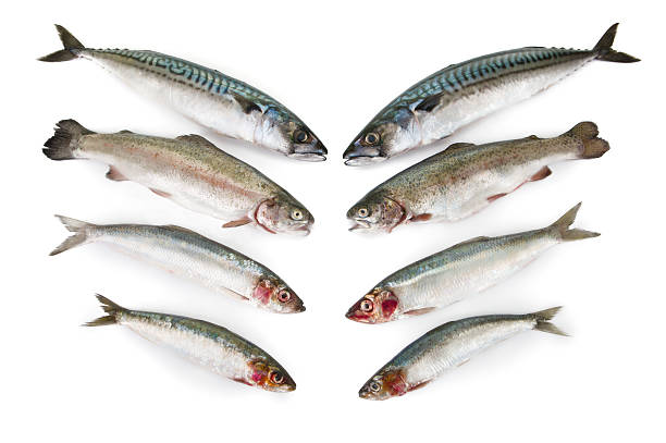 istock Fresh fish, Mackerel,Trout,Herring and Sardine on white background 185096242
