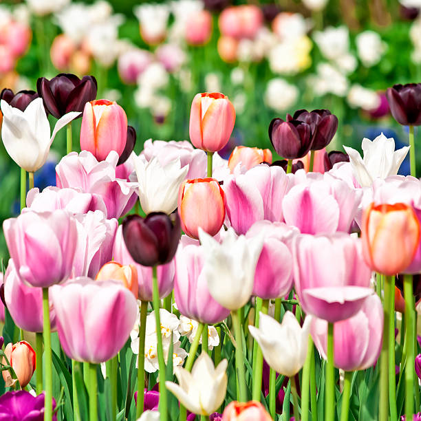 istock Spring garden: Tulips, daffodils, muscari flowers - V 185096305