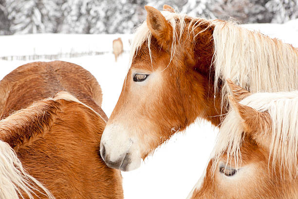 istock Horses in white winter landscape 185096353