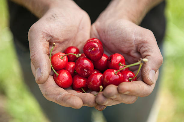 istock Double Handful of Ripe Picked Organic Red Cherries 185096413