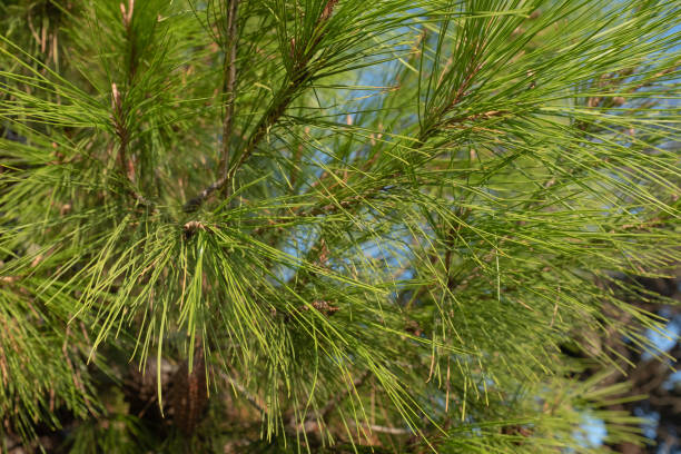 istock Background from young pine needles, close-up. Green pine branches for publication, poster, calendar, post, screensaver, wallpaper, cover. Evergreen concept. High quality photo 1850965111