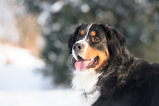 Bernese Mountain Dog Profile