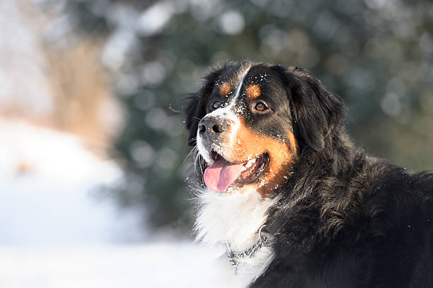 berneński pies pasterski profilu - tongue mountain zdjęcia i obrazy z banku zdjęć