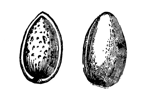 миндальный основа и фрукты иллюстрации и клипарт винтажном стиле фермер на сад - arachis hypogaea illustrations stock illustrations