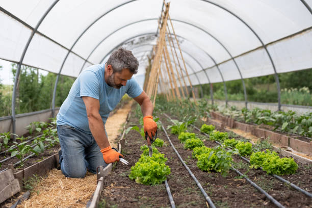 istock Environmentalist man working in an urban greenhouse 1850970961