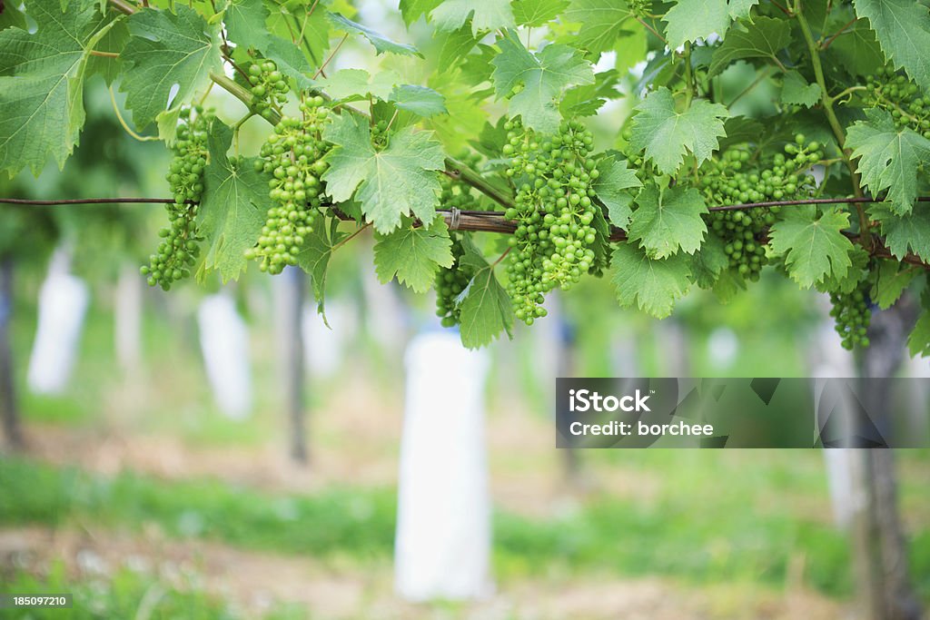 Parra con uvas verde - Foto de stock de Agricultura libre de derechos