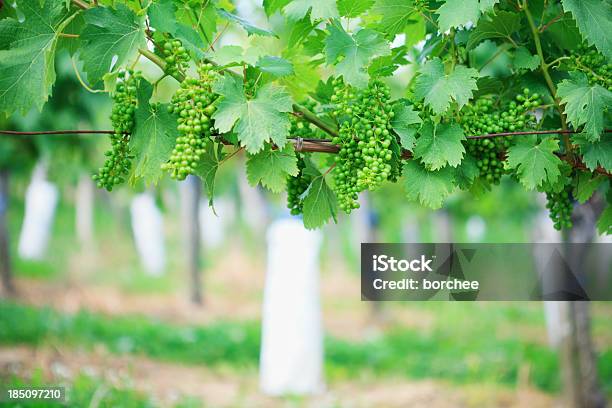 Vine С Зеленый Виноград — стоковые фотографии и другие картинки Без людей - Без людей, Белый виноград, Весна