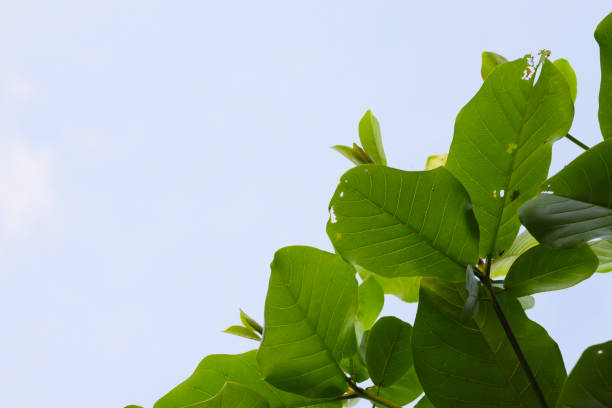 istock Tree branch with leaves in front of a blue sunny sky. Summer background with copy space. 1850972303