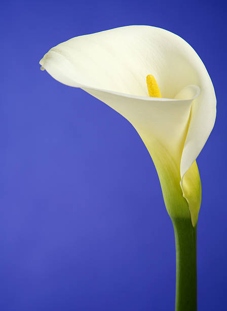 istock Calla Lily Flower with Rich Blue Background and Copy Space 185097261