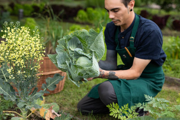 istock Male environmentalist harvesting vegetables at urban farm 1850973094