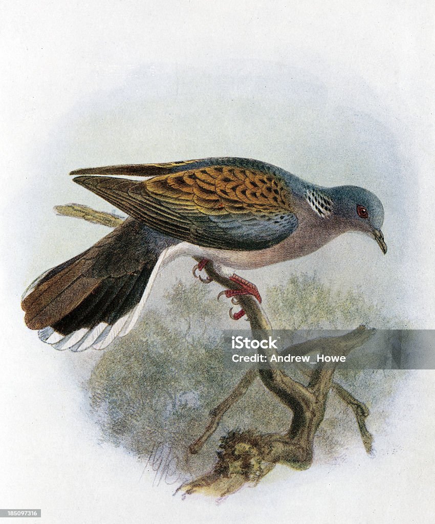 Turtle Dove Illustration 19th Century Illustration Turtle Dove stock illustration