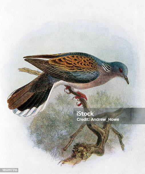 Turtle Dove Illustration Stock Illustration - Download Image Now - Turtle Dove, Dove - Bird, Victorian Style