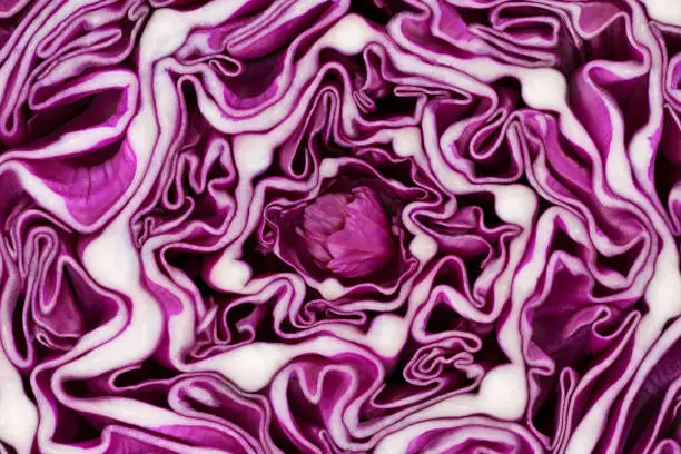 Photo of Red cabbage portion macro background