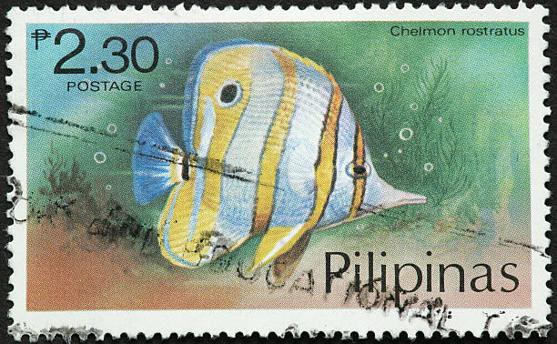 istock The Copperband Butterflyfish, Chelmon rostratus 185097722