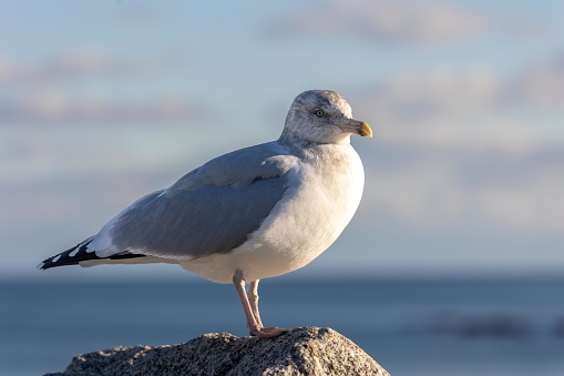 An adult herring gull perches on a rock overlooking the Atlantic Ocean