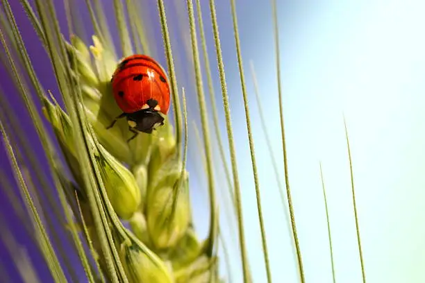 Photo of Ladybug on wheat