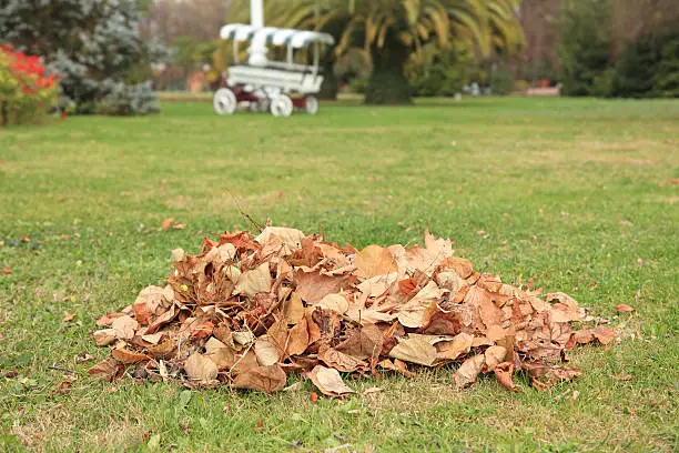 Photo of Pile of Leaves