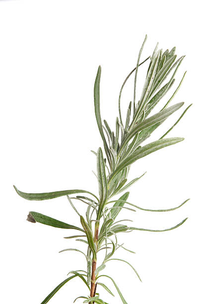 istock Rosemary herb, rosmarinus officinalis 185098157