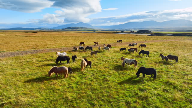 Huge herd of horses grazes in the endless green fields of Iceland in summer