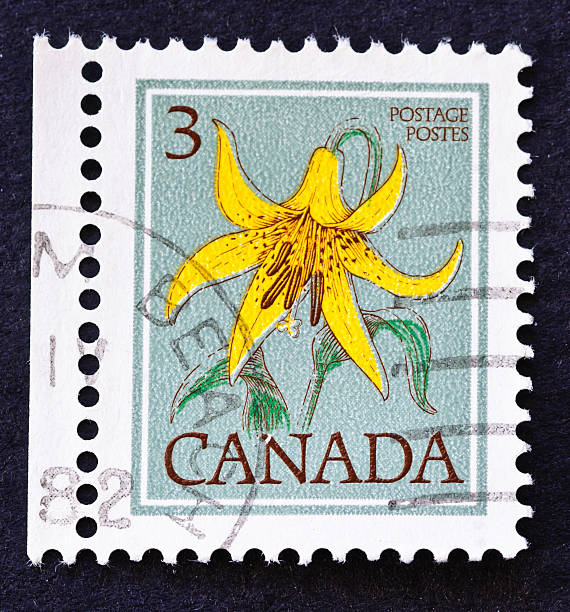 istock Yellow Day Lily Stamp 185098256
