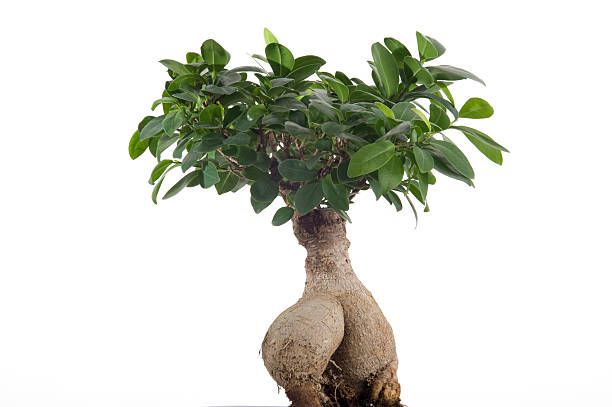 ginseng bonsai - ginseng bonsai tree fig tree banyan tree foto e immagini stock