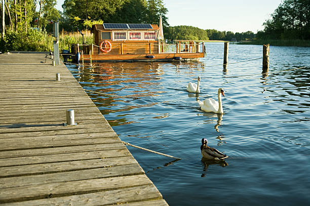 Idyll on the lake a houseboat is moored at the boardwalk- In the evening light swans swim by houseboat photos stock pictures, royalty-free photos & images