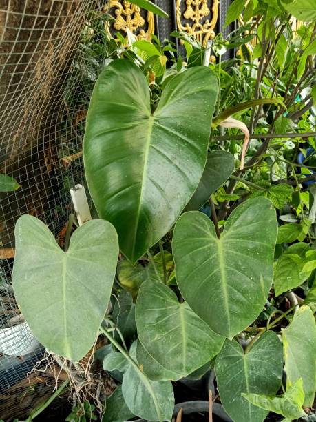 istock Close up of blushing philodendron plant 1850986022
