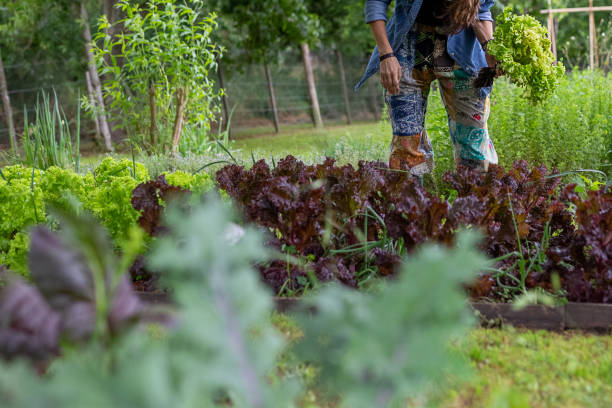 Female environmentalist harvesting vegetables at urban farm - Buenos Aires - Argentina