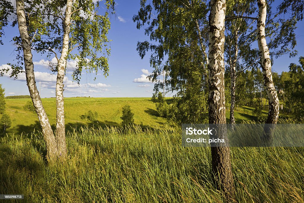 Paysage d'été avec birches - Photo de Aliment libre de droits