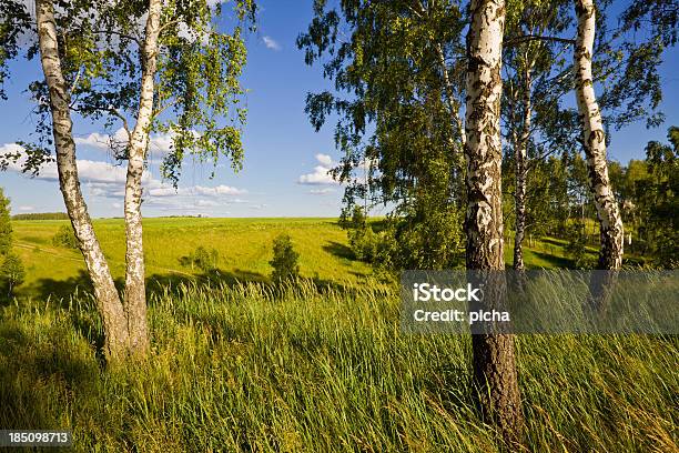 Photo libre de droit de Paysage Dété Avec Birches banque d'images et plus d'images libres de droit de Aliment - Aliment, Arbre, Beauté de la nature