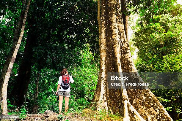 Regenwald Stockfoto und mehr Bilder von Abenteuer - Abenteuer, Aktiver Lebensstil, Asien