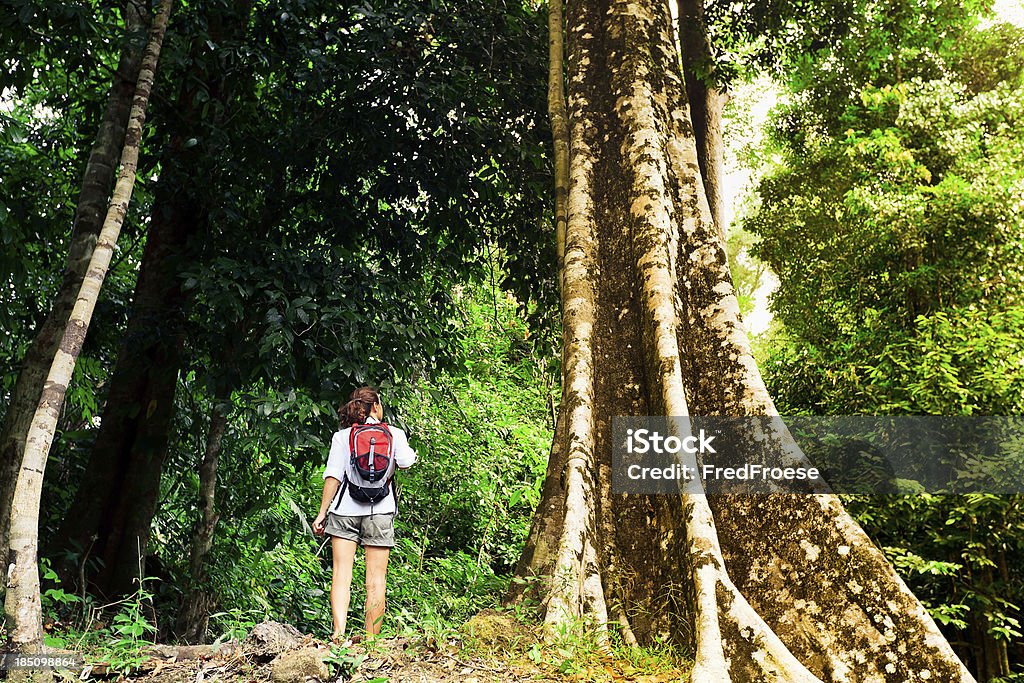 Floresta pluvial - Royalty-free Adulto Foto de stock