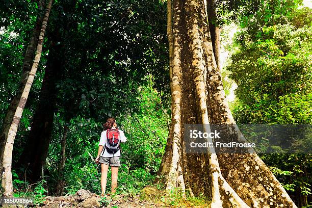 Тропический Лес — стоковые фотографии и другие картинки Азия - Азия, Активный образ жизни, Верхушка дерева