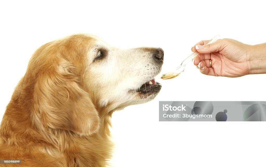 Sênior Labrador Dourado dado um comprimido - Foto de stock de Cão royalty-free