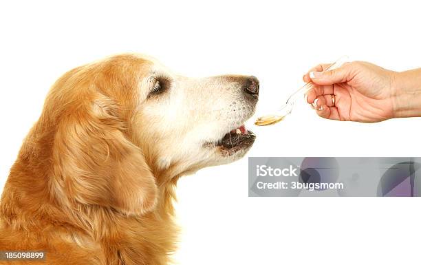 Foto de Sênior Labrador Dourado Dado Um Comprimido e mais fotos de stock de Cão - Cão, Suplemento nutricional, Remédio