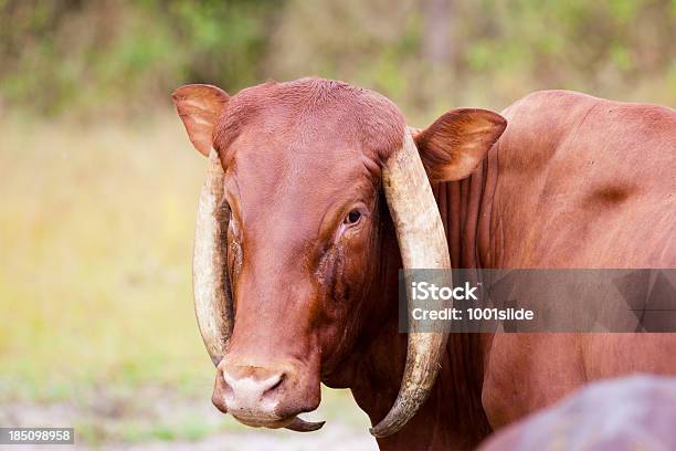 Trastorno Genético Del Cuerno Foto de stock y más banco de imágenes de ADN - ADN, Animal, Arrear