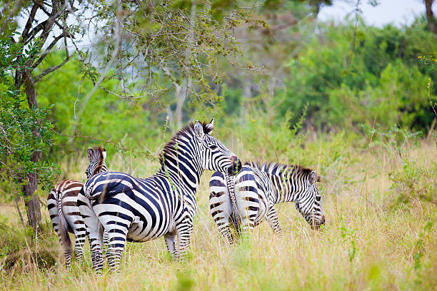 istock Zebra at Lake Mburo National Park 185098962