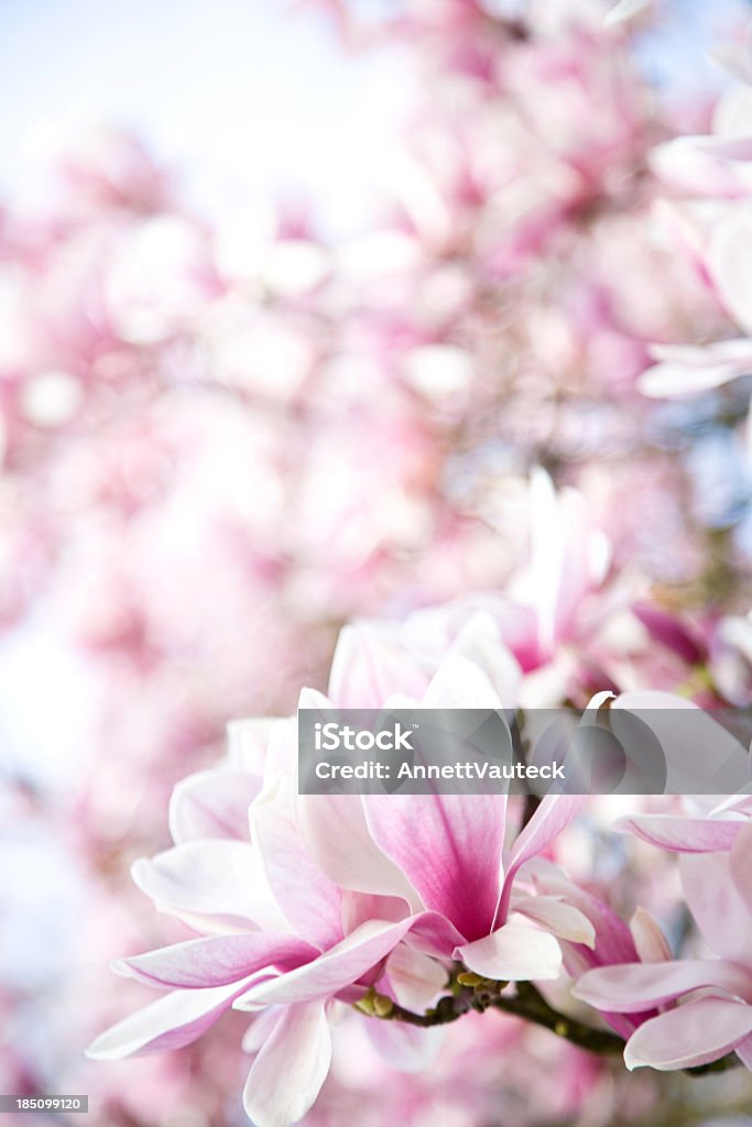 Fleurs de magnolia - Photo de Arbre libre de droits